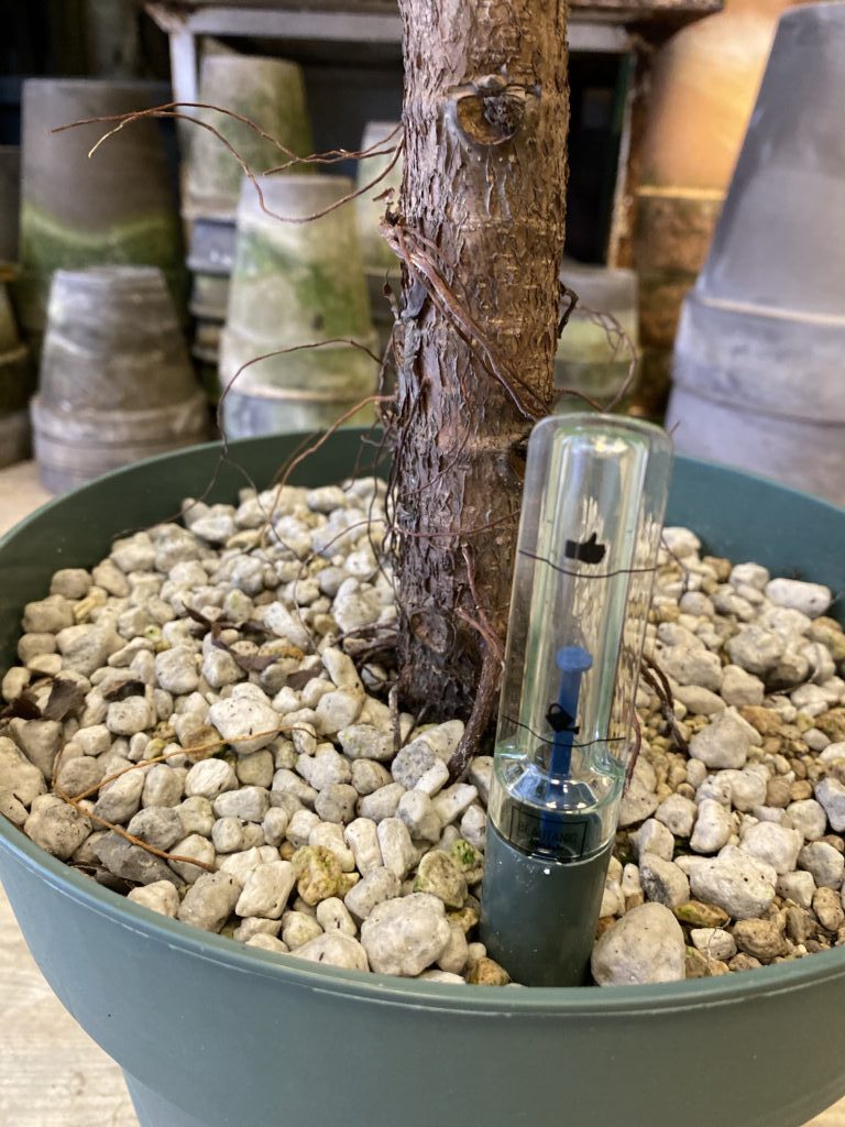 Opstammet Violinfigen 120-140 cm - Indbygget vandmaaler - Happyflower-dk