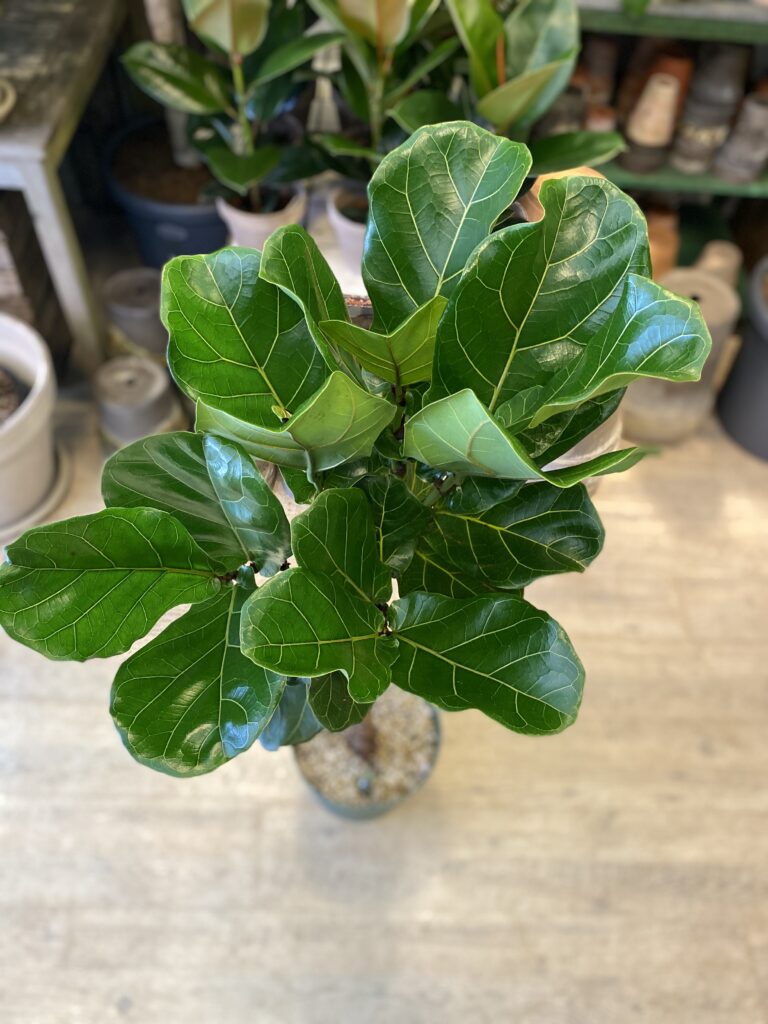 Opstammet Violinfigen 120-140 cm - Opstammet Violinfigen - Happyflower-dk