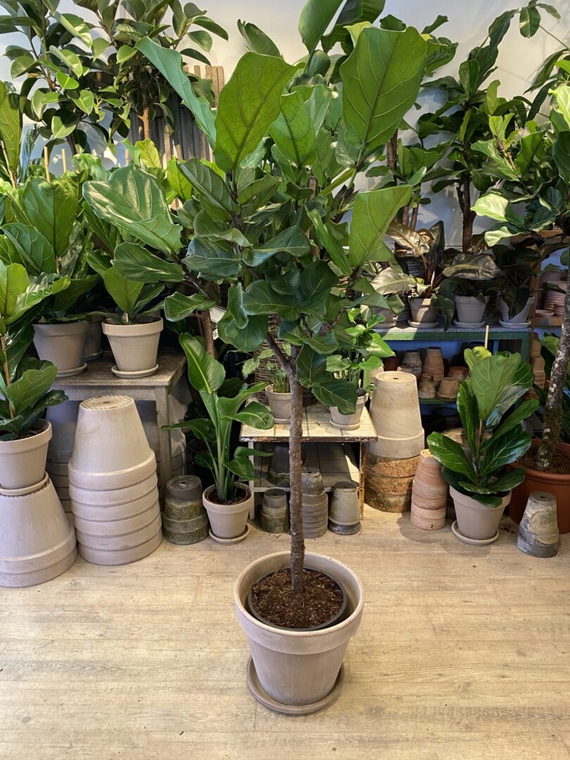 Opstammet Violinfigen 160-180 cm. med krukke - Happyflower-dk