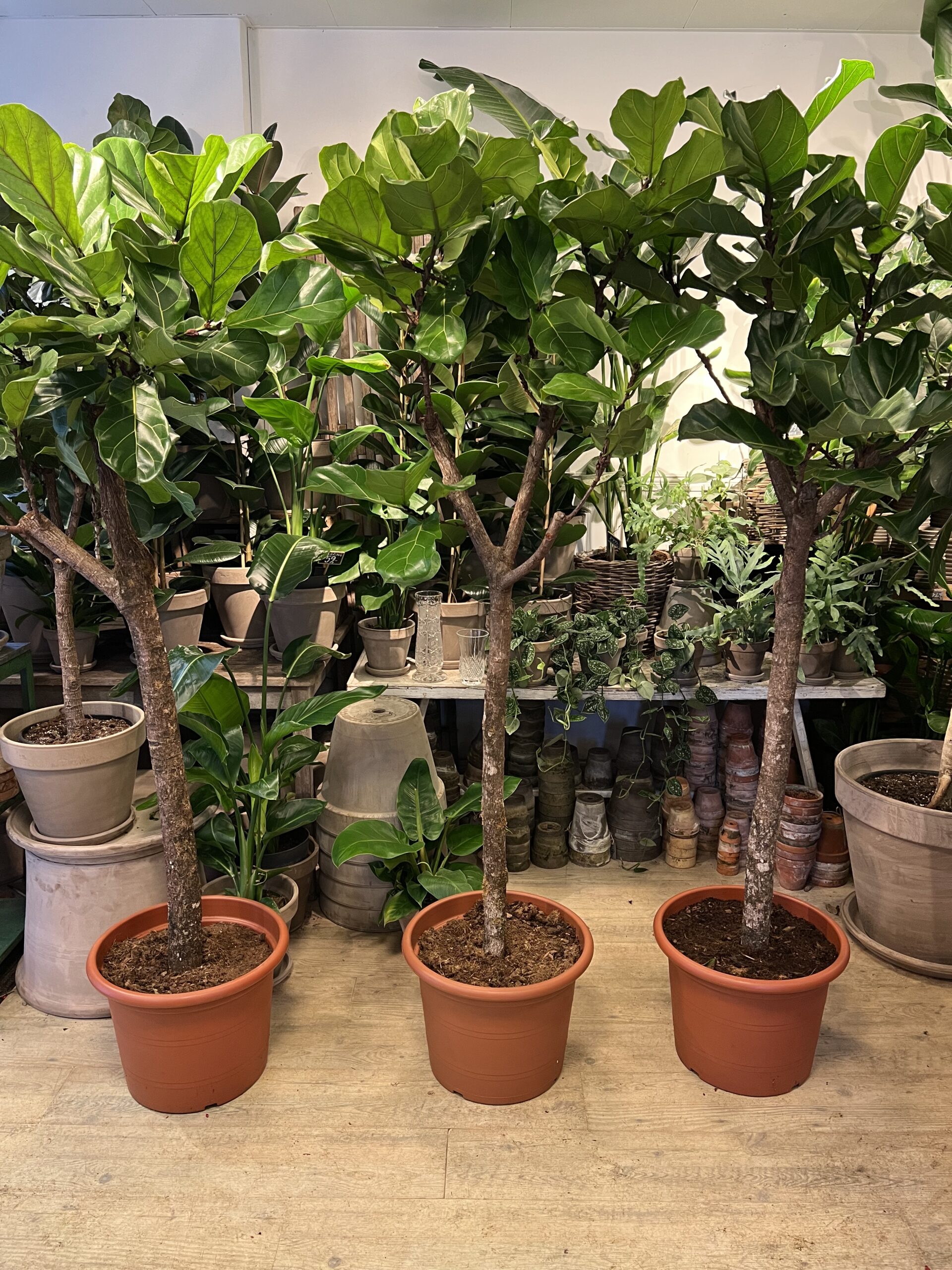 Opstammet Violinfigen 200-220 cm. - Stor Violinfigen billigt - Happyflower-dk