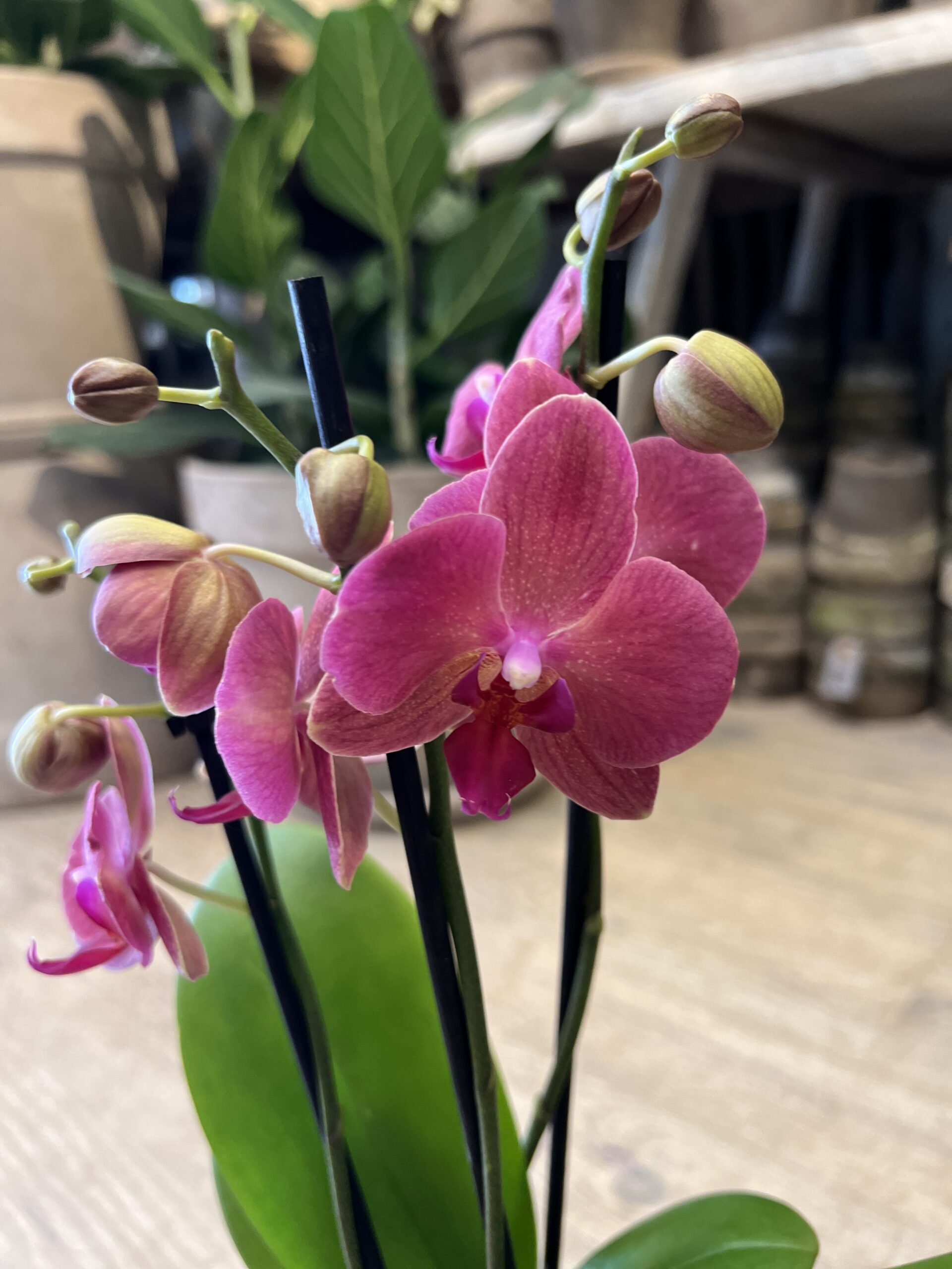 Phalaenopsis Coral - Køb Orkide billigt - Happyflower-dk