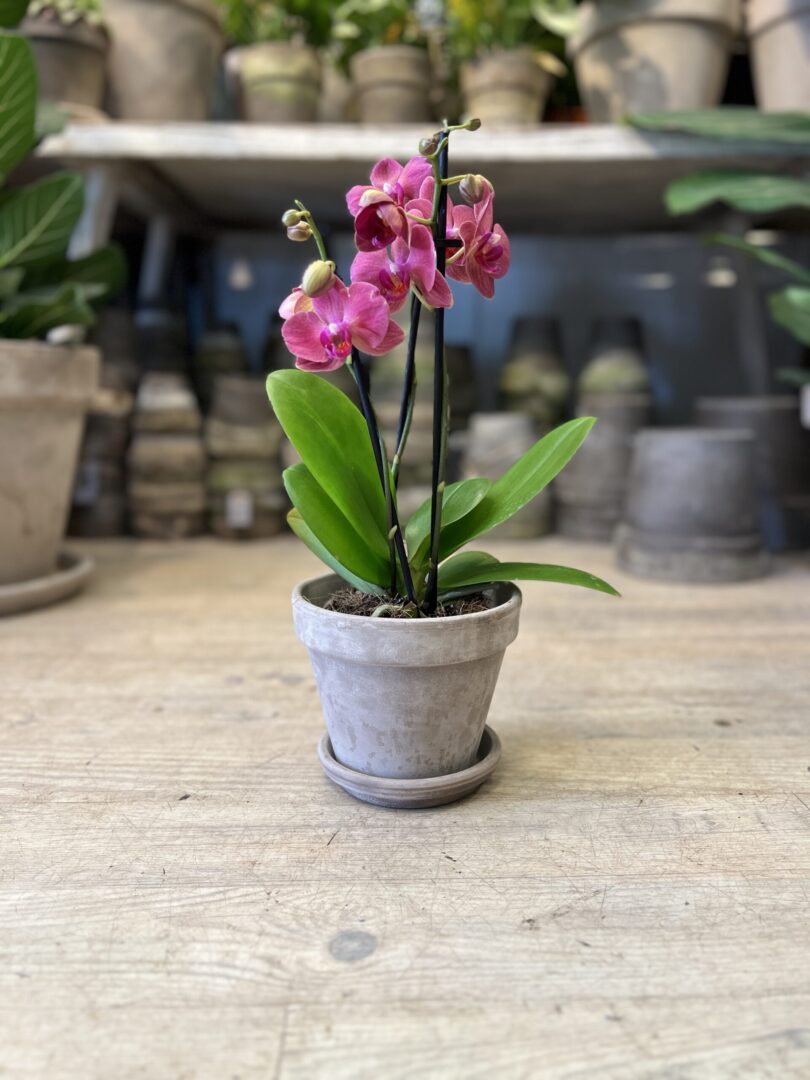 Phalaenopsis Coral med krukke - Køb Orkide billigt - Happyflower-dk