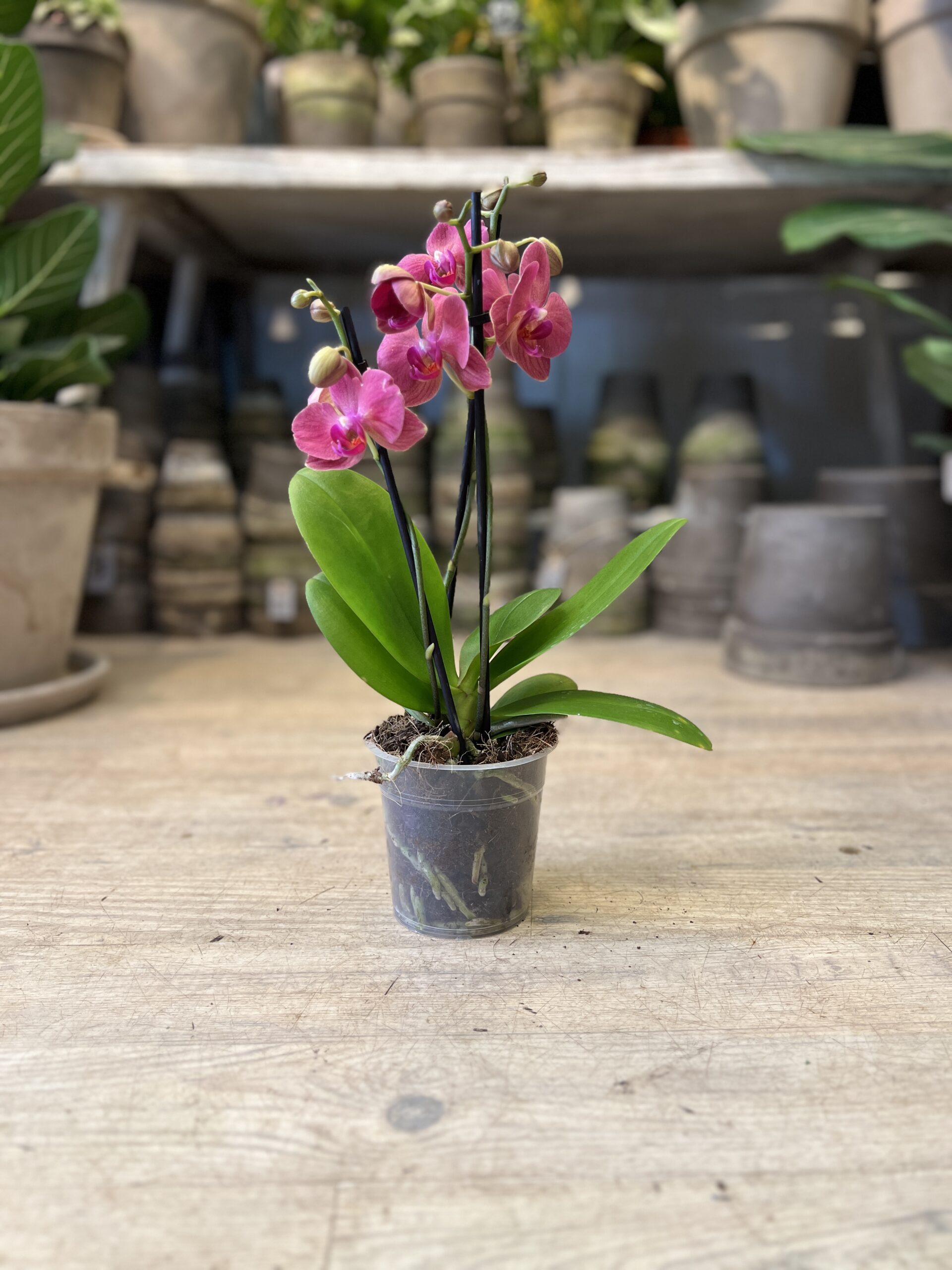 Phalaenopsis Coral uden krukke - Køb Orkide billigt - Happyflower-dk