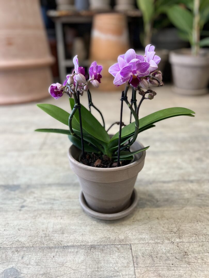 Phalaenopsis Lilla med krukke - Happyflower-dk