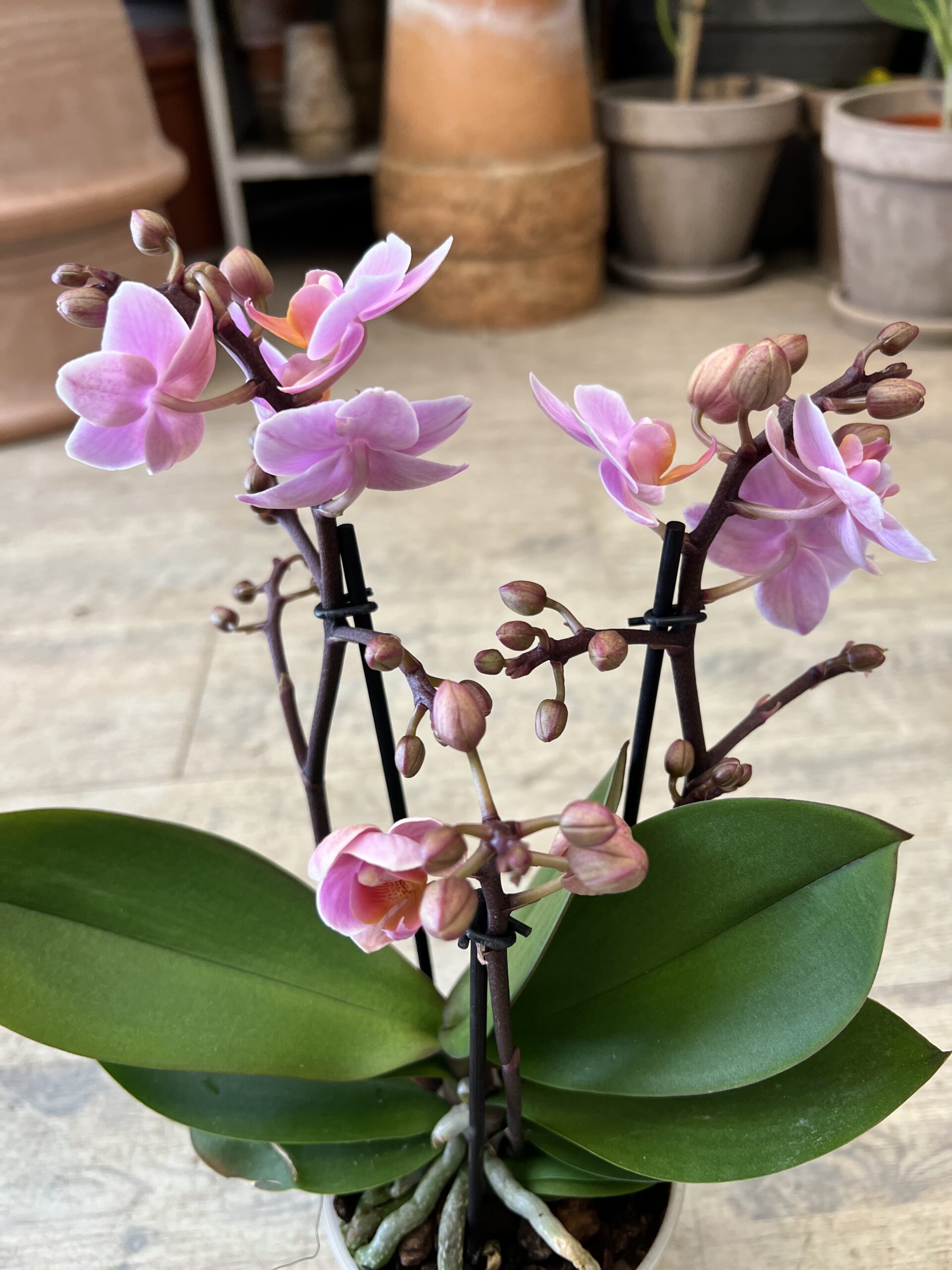 Phalaenopsis Lyserød - Happyflower-dk