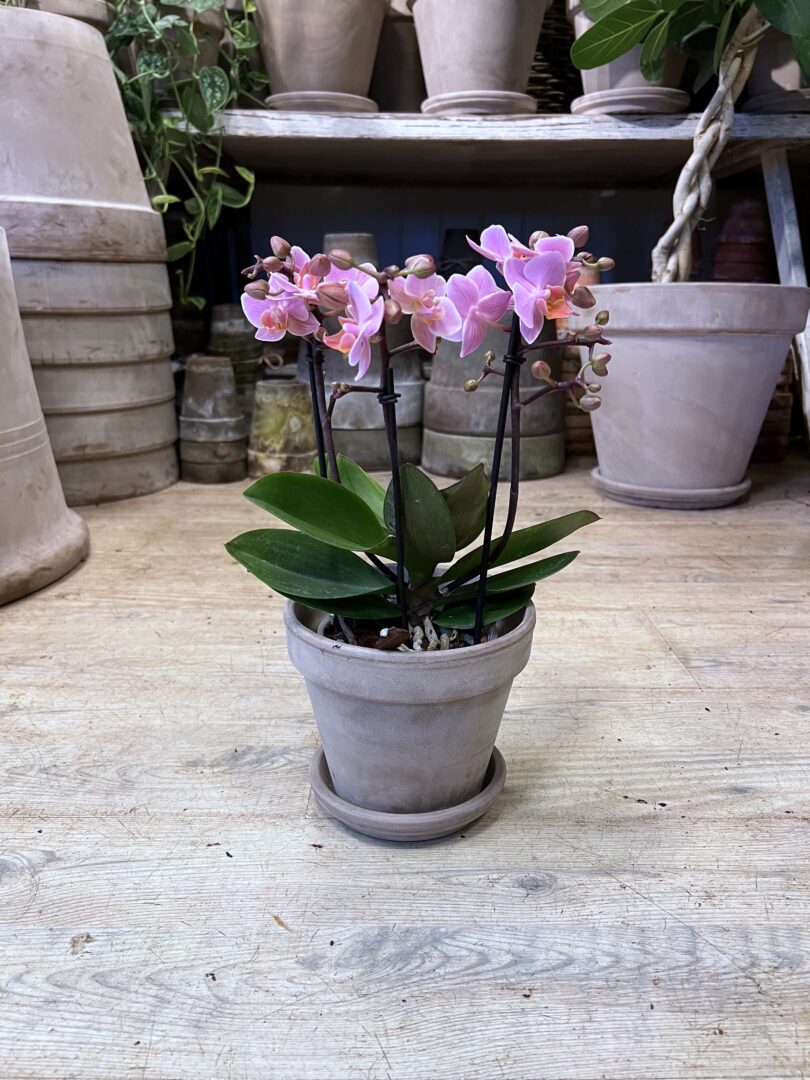 Phalaenopsis Lyserød med krukke - Happyflower-dk