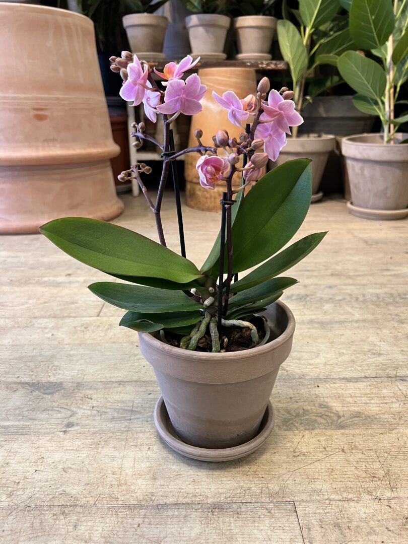 Phalaenopsis Lyserød med krukke - Happyflower-dk