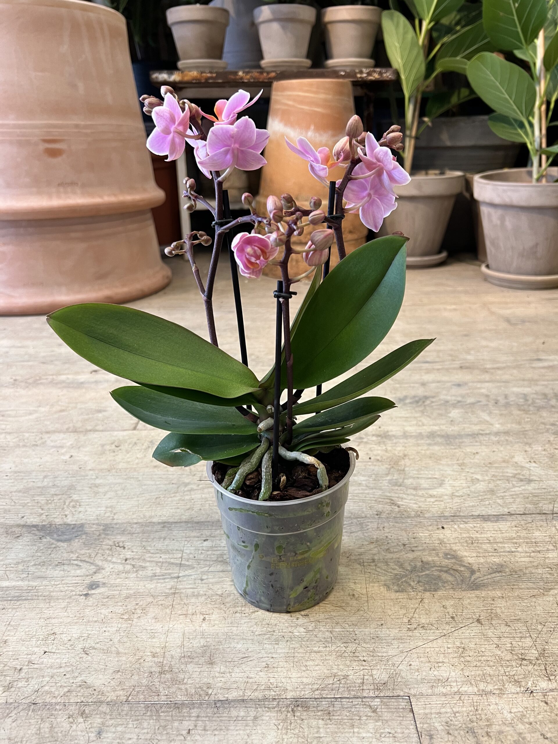 Phalaenopsis Lyserød uden krukke - Happyflower-dk