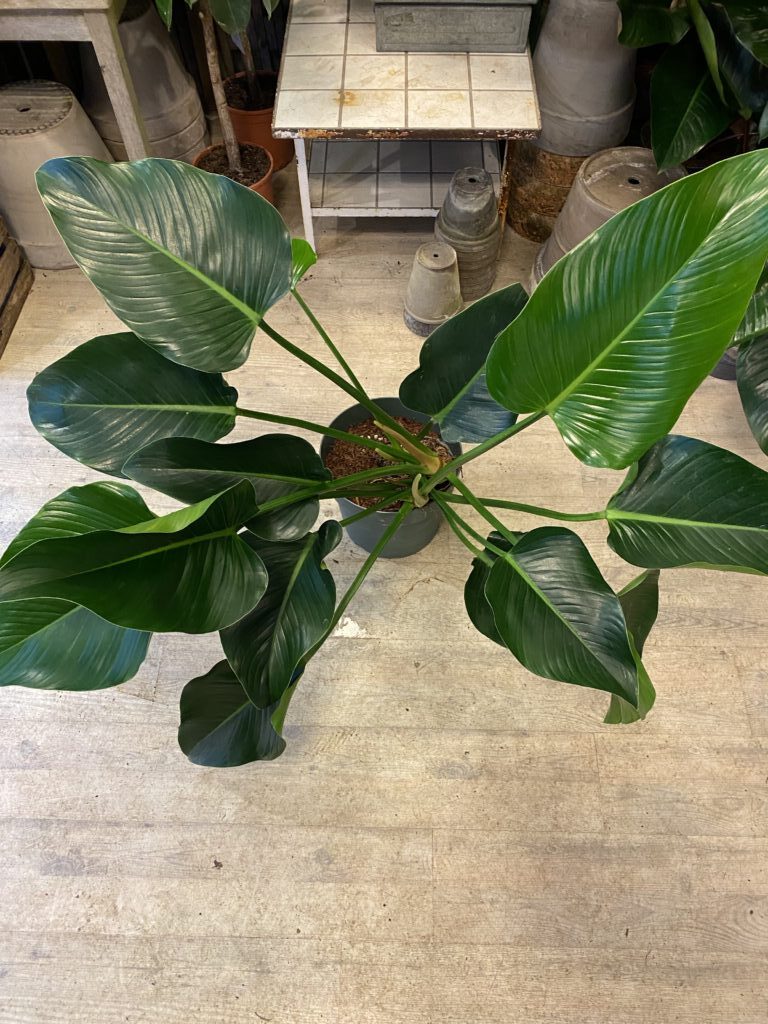 Philodendron Congo Green - Happyflower-dk