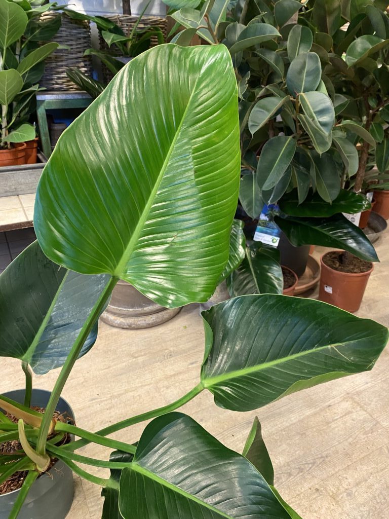 Philodendron Congo Green blad - Happyflower-dk