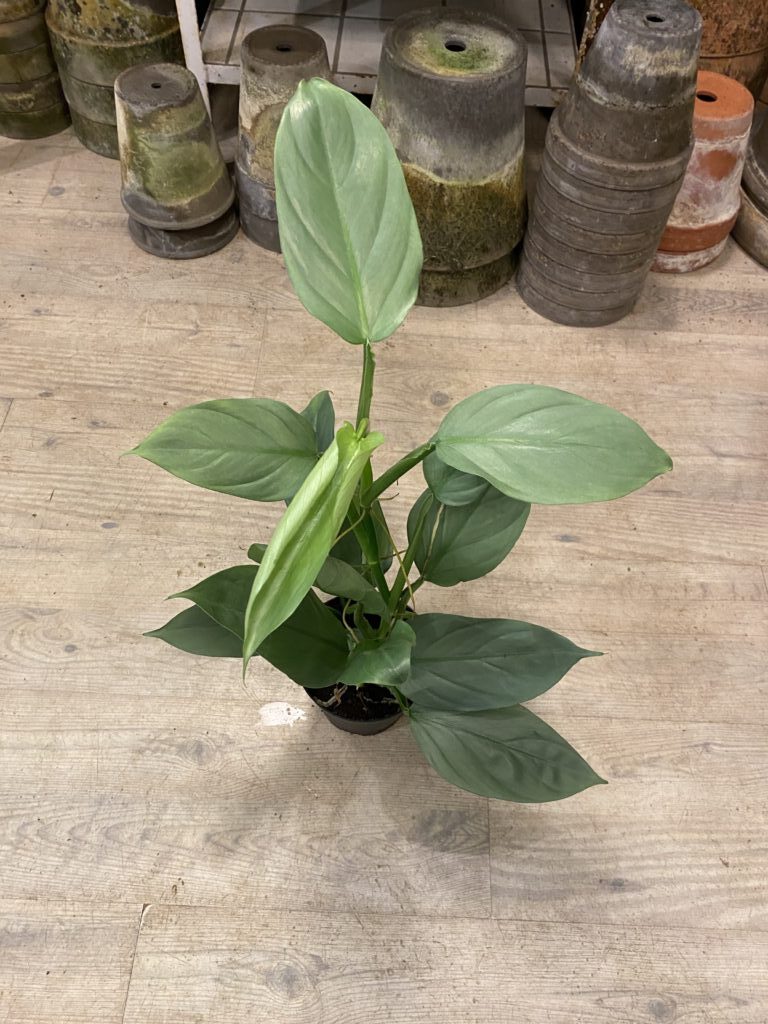 Philodendron Grey - Groenne stueplanter billigt online - Happyflower-dk