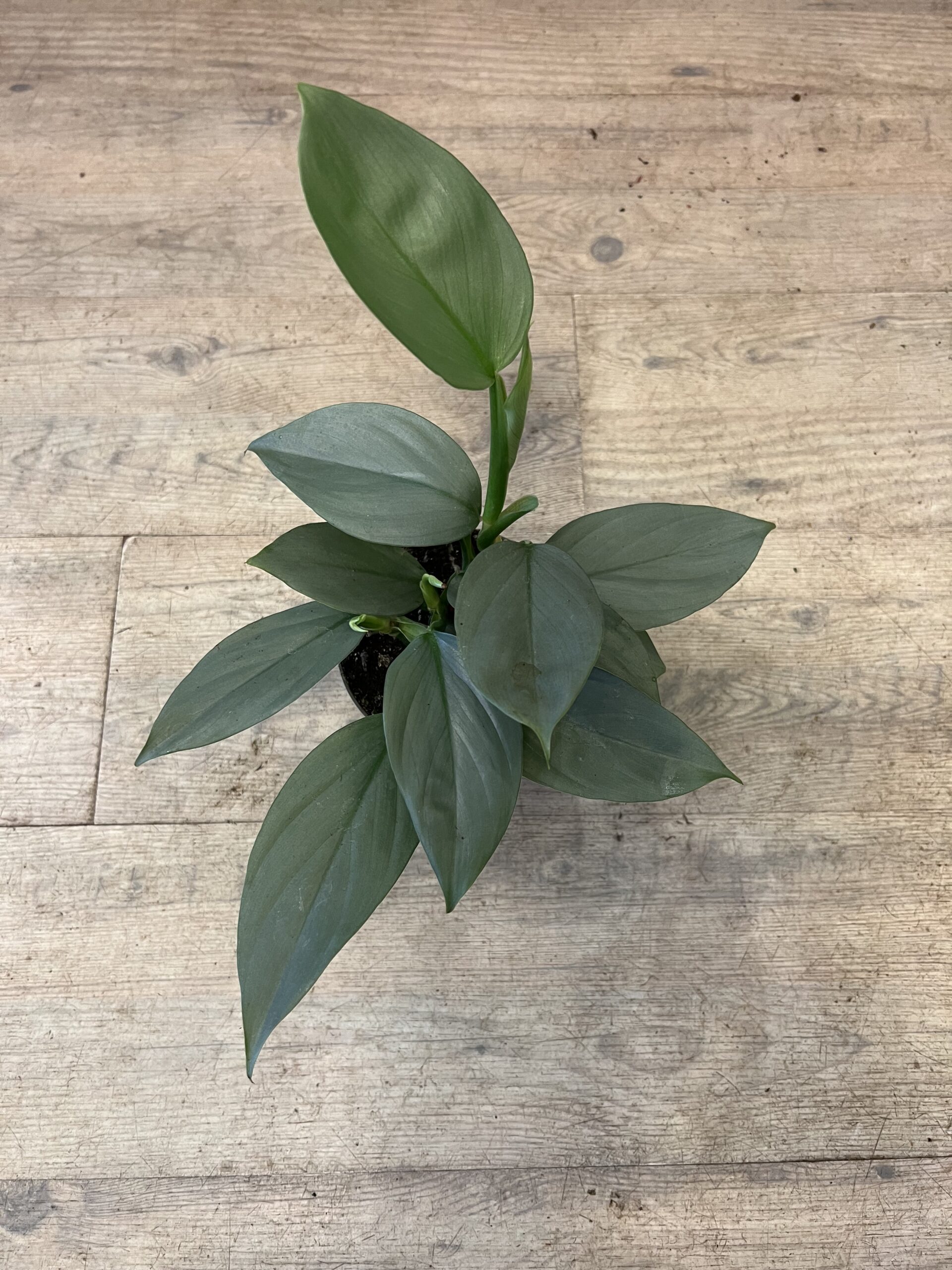 Philodendron-Grey-blade-Groenne-planter-billigt-Happyflower-dk-scaled
