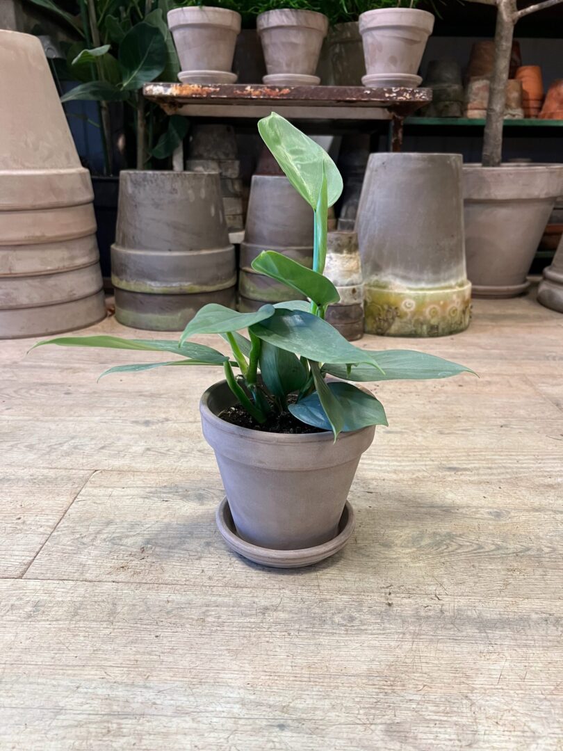Philodendron Grey med krukke - Happyflower-dk