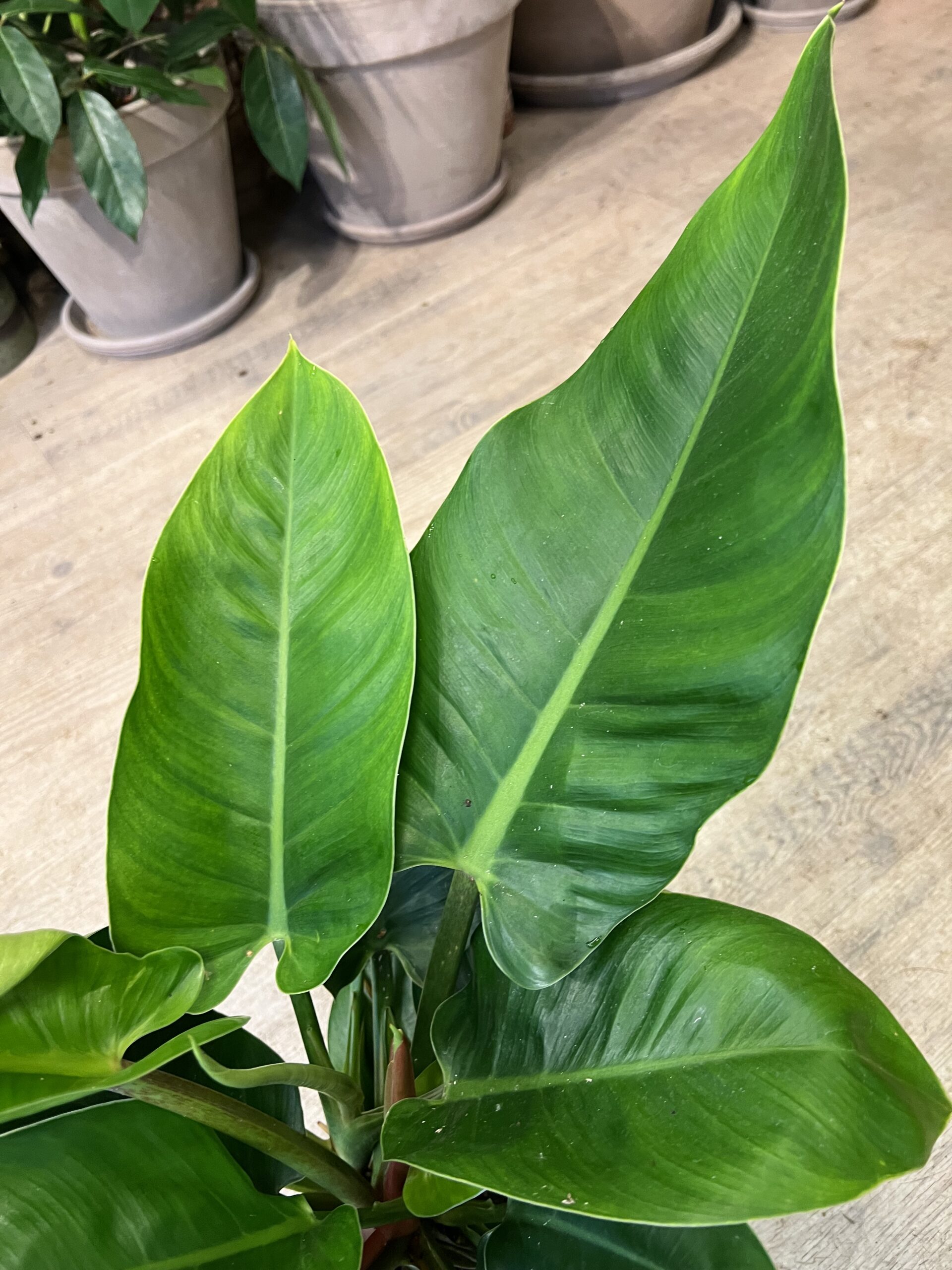 Philodendron Imperial - Stueplanter online - Happyflower-dk