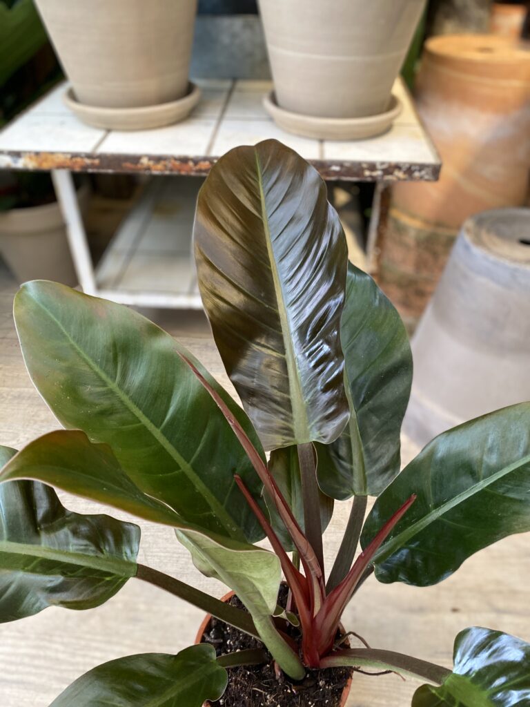 Philodendron Imperial blade - Happyflower-dk