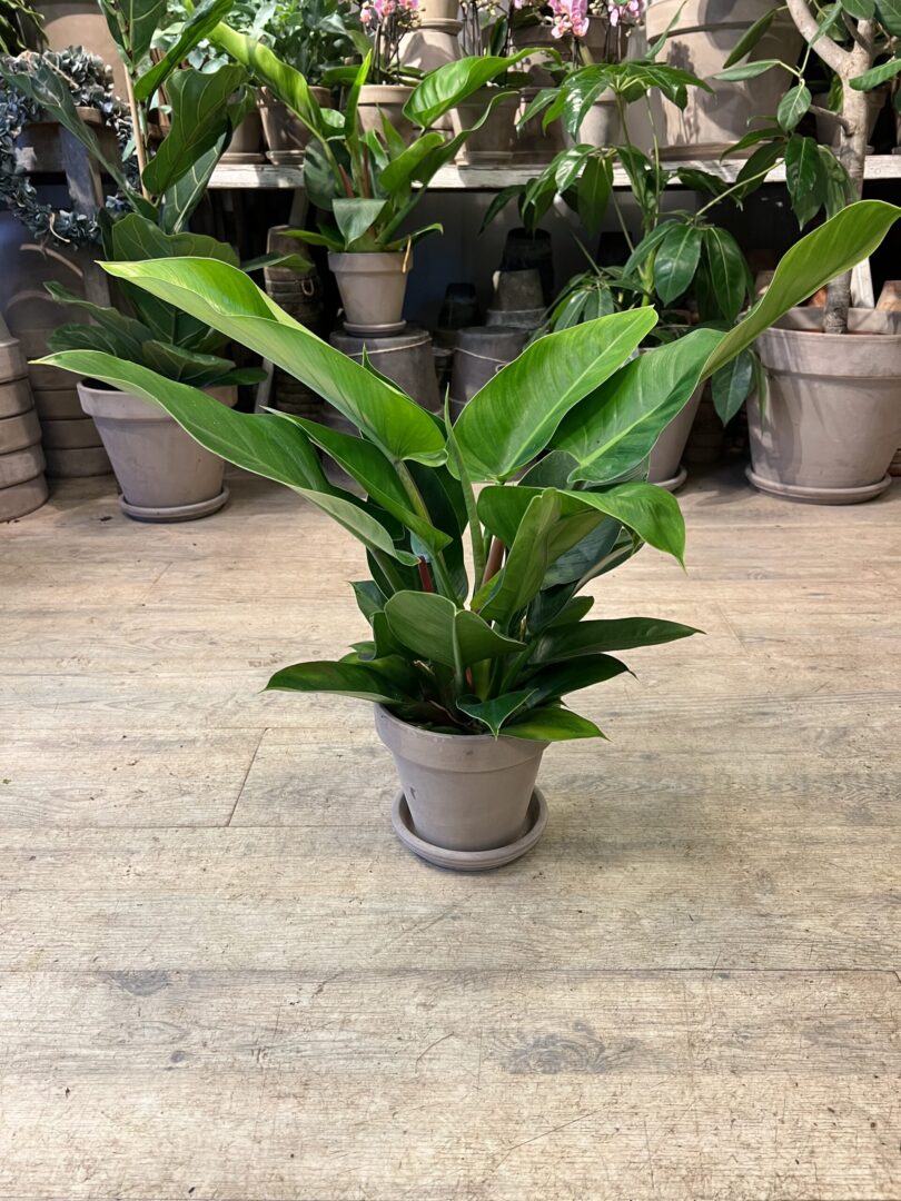 Philodendron Imperial med krukke - Stueplanter online - Happyflower-dk