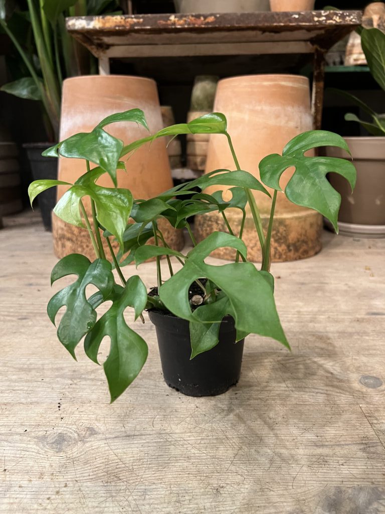 Philodendron Minima - Happyflower
