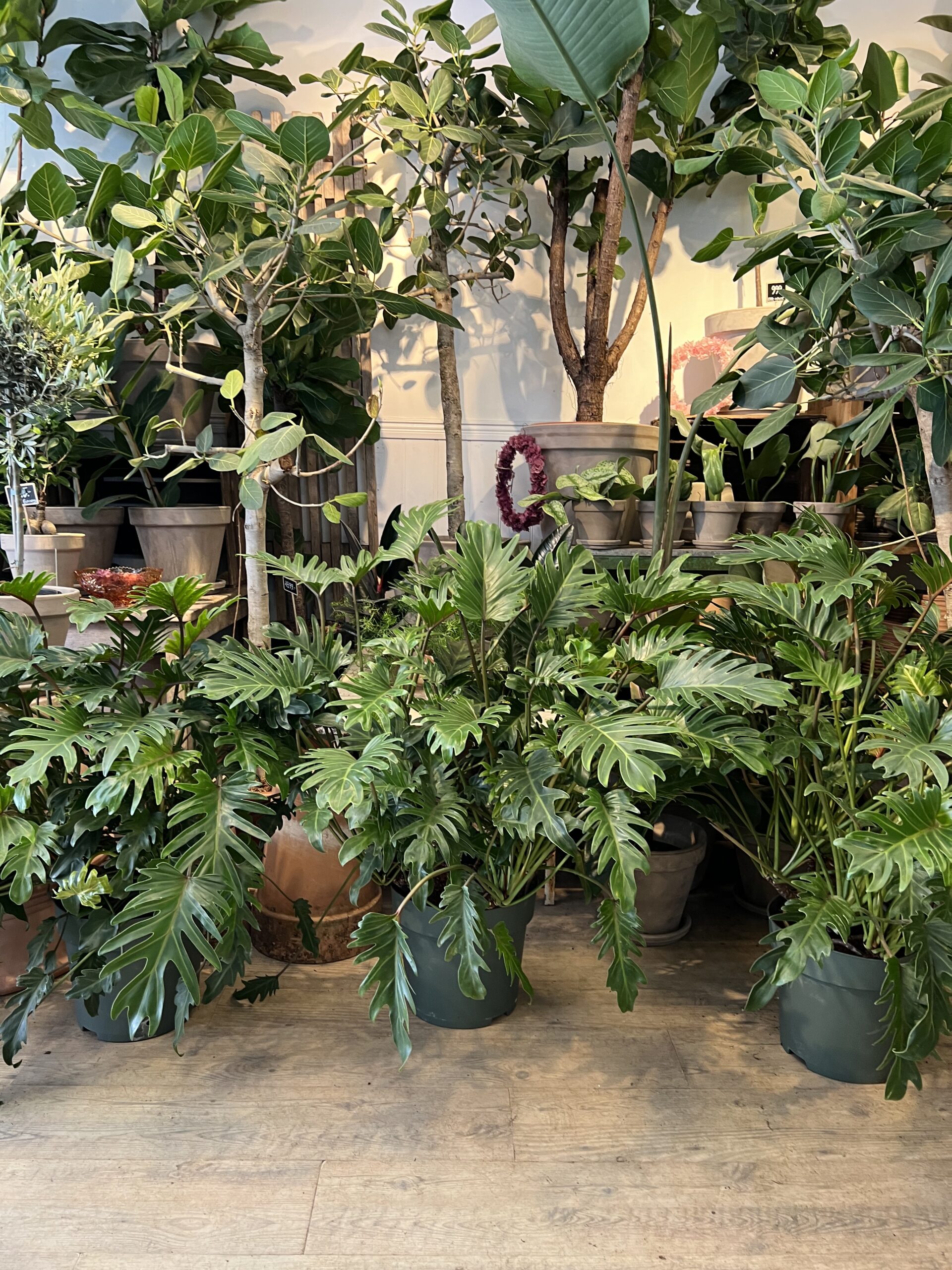 Philodendron Xanadu 80-100 cm. - Køb planter online