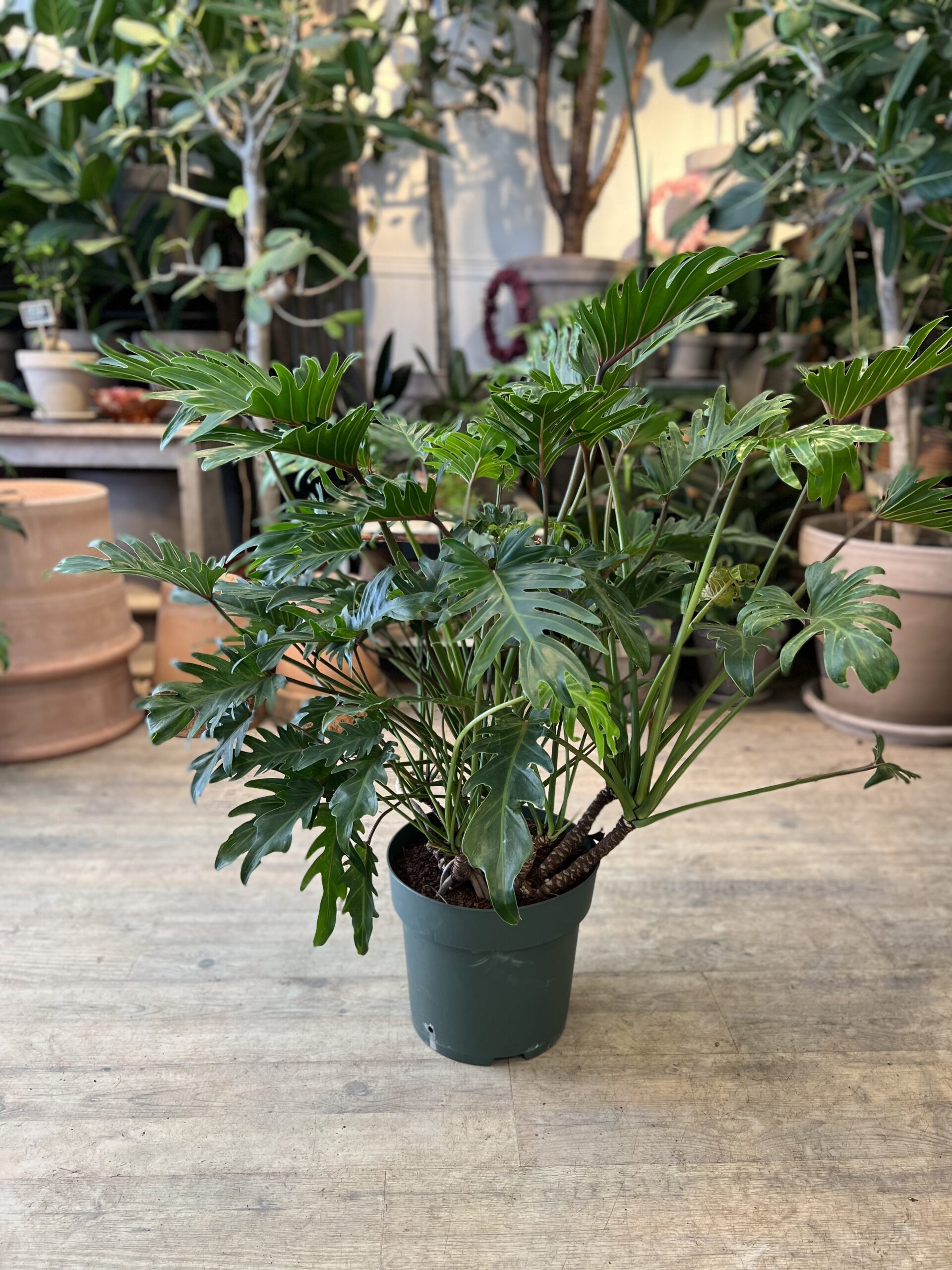 Philodendron Xanadu 80-100 cm. uden krukke - Happyflower-dk