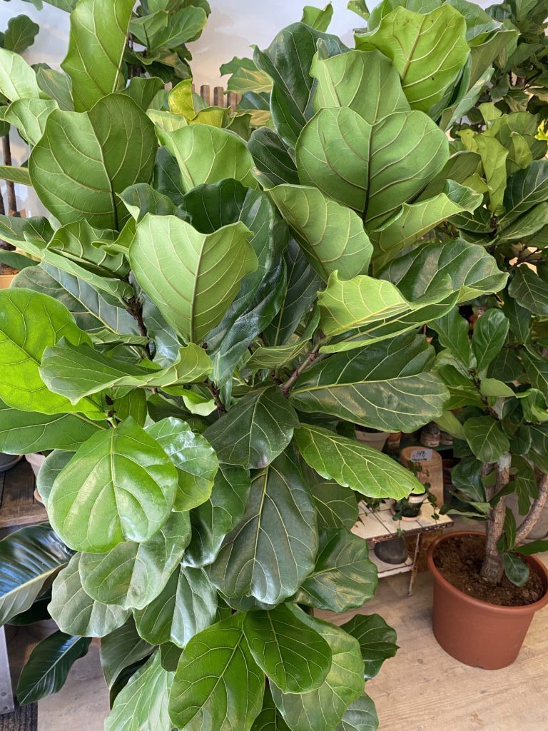 Stor Forgrenet Violinfigen - Ficus Lyrata - Happyflower-dk