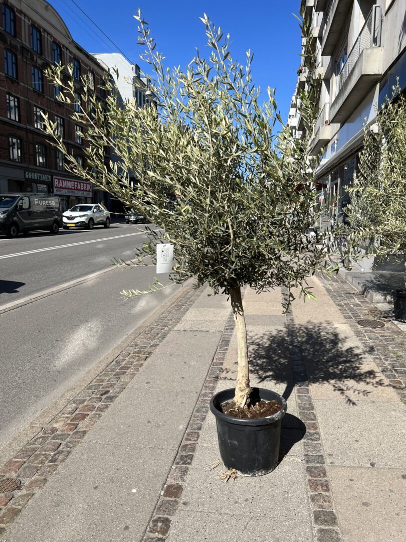 Stort-oliventrae-Happyflower-dk-1-scaled-810x1080