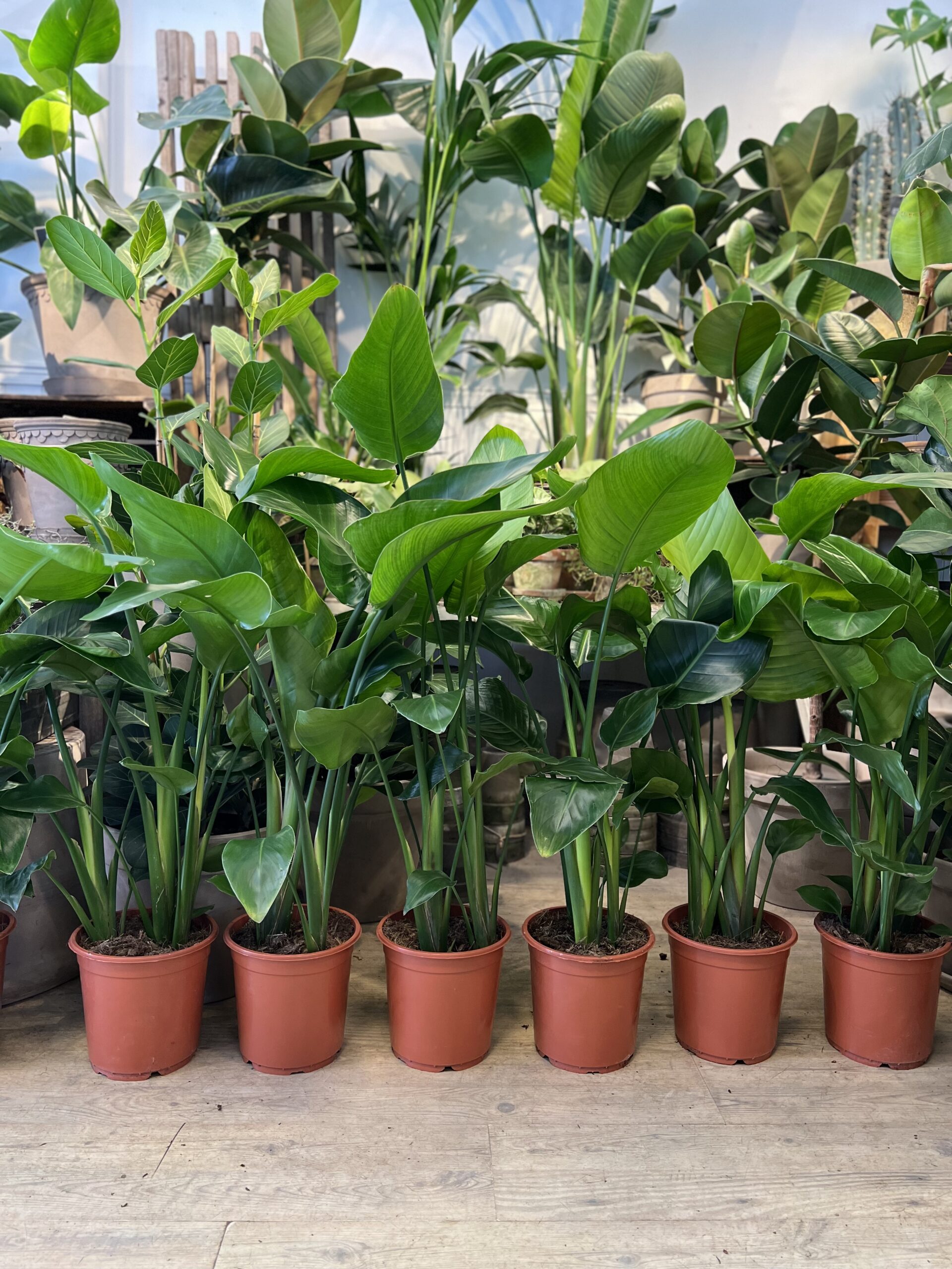 Strelitzia Nicolai 80-100 cm. - 2023 - Happyflower-dk