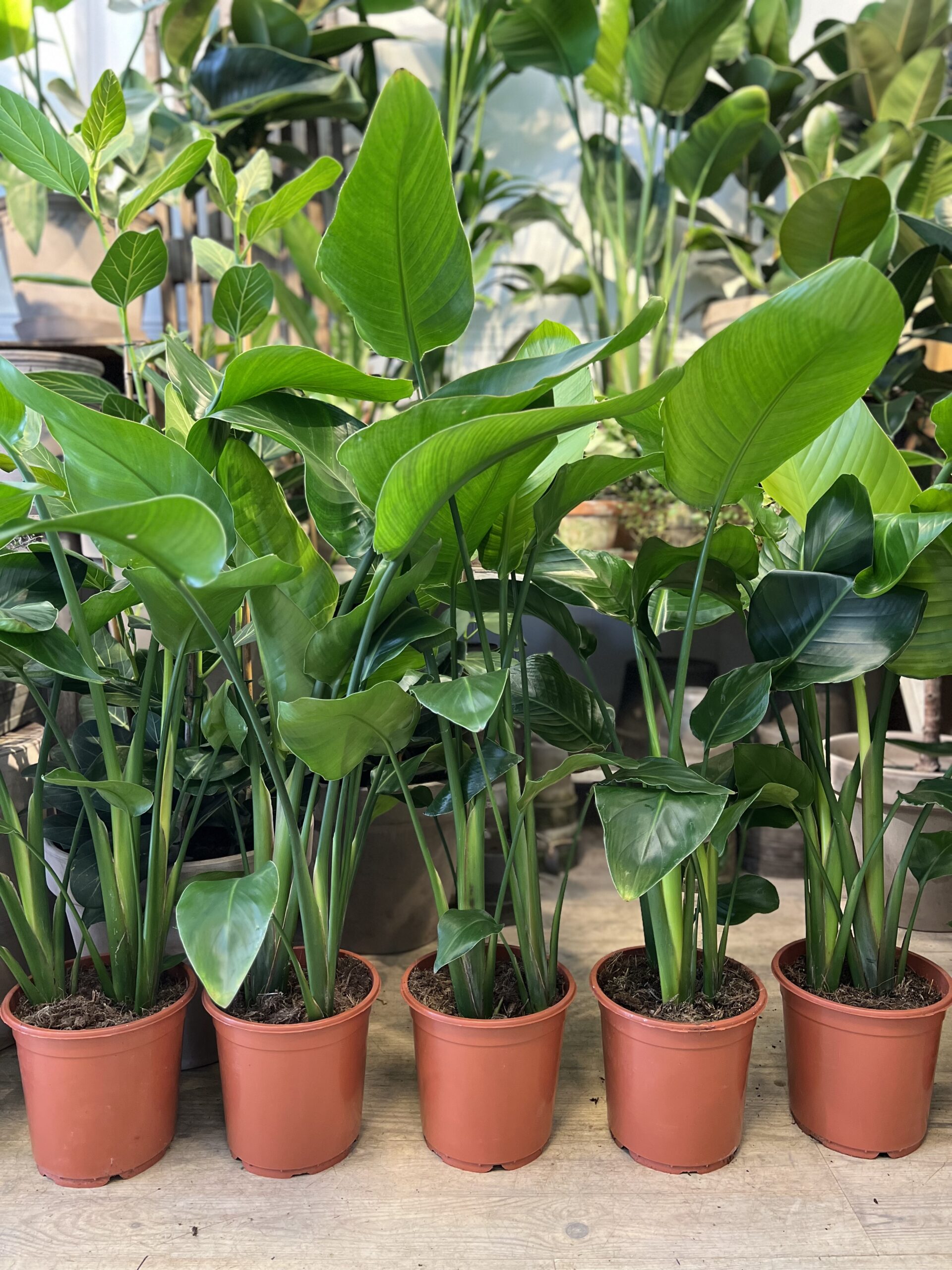 Strelitzia-Nicolai-80-100-cm.-Billigt-2023-Happyflower-dk-scaled