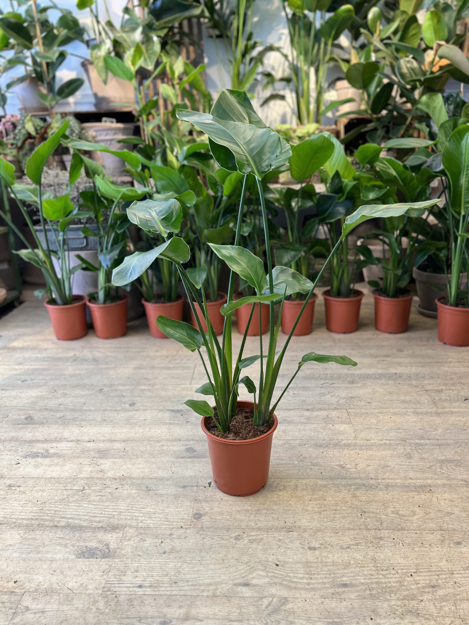 Strelitzia Nicolai 80-100 cm. - Strelitzia Nicolai - 2023 - Happyflower-dk