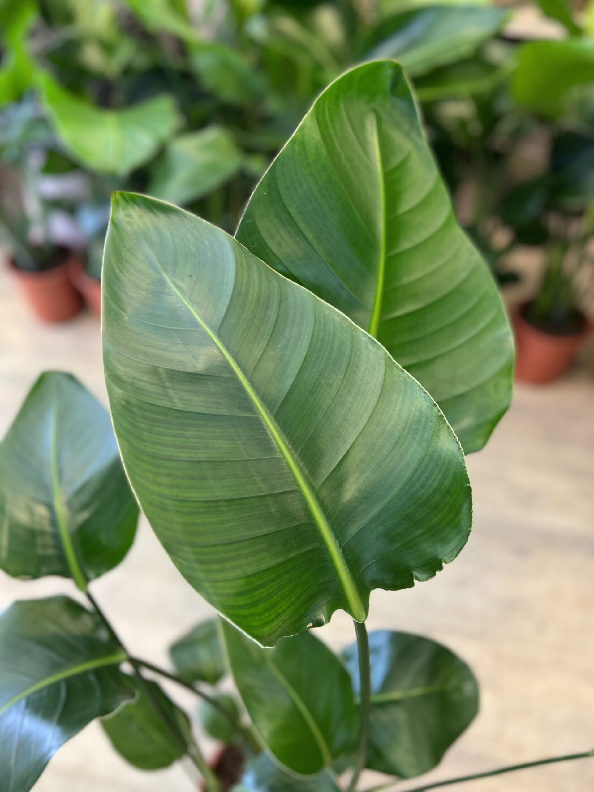 Strelitzia-Nicolai-80-100-cm.-blad-2023-Happyflower-dk-scaled