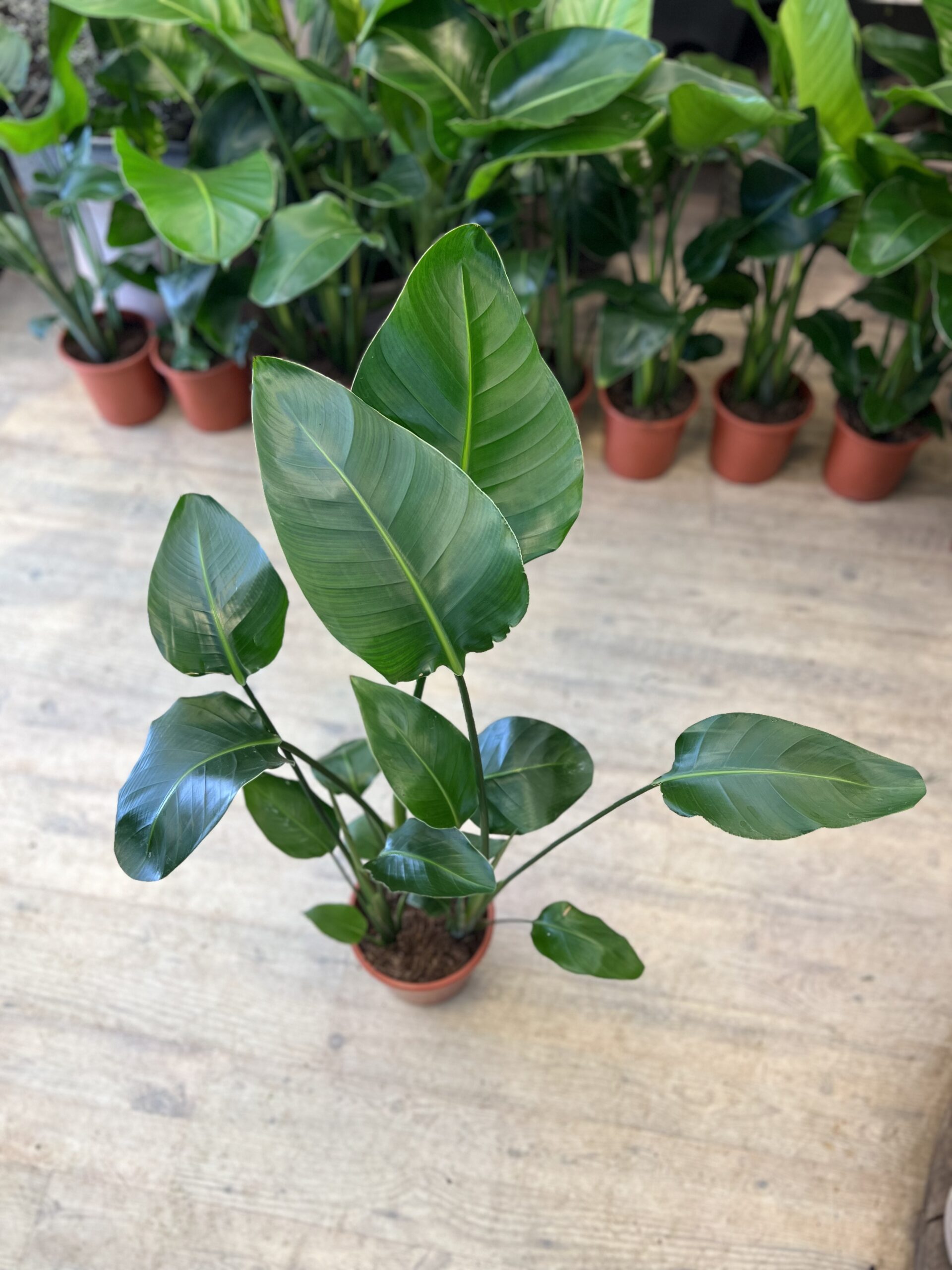 Strelitzia Nicolai 80-100 cm. - blade - 2023 - Happyflower-dk