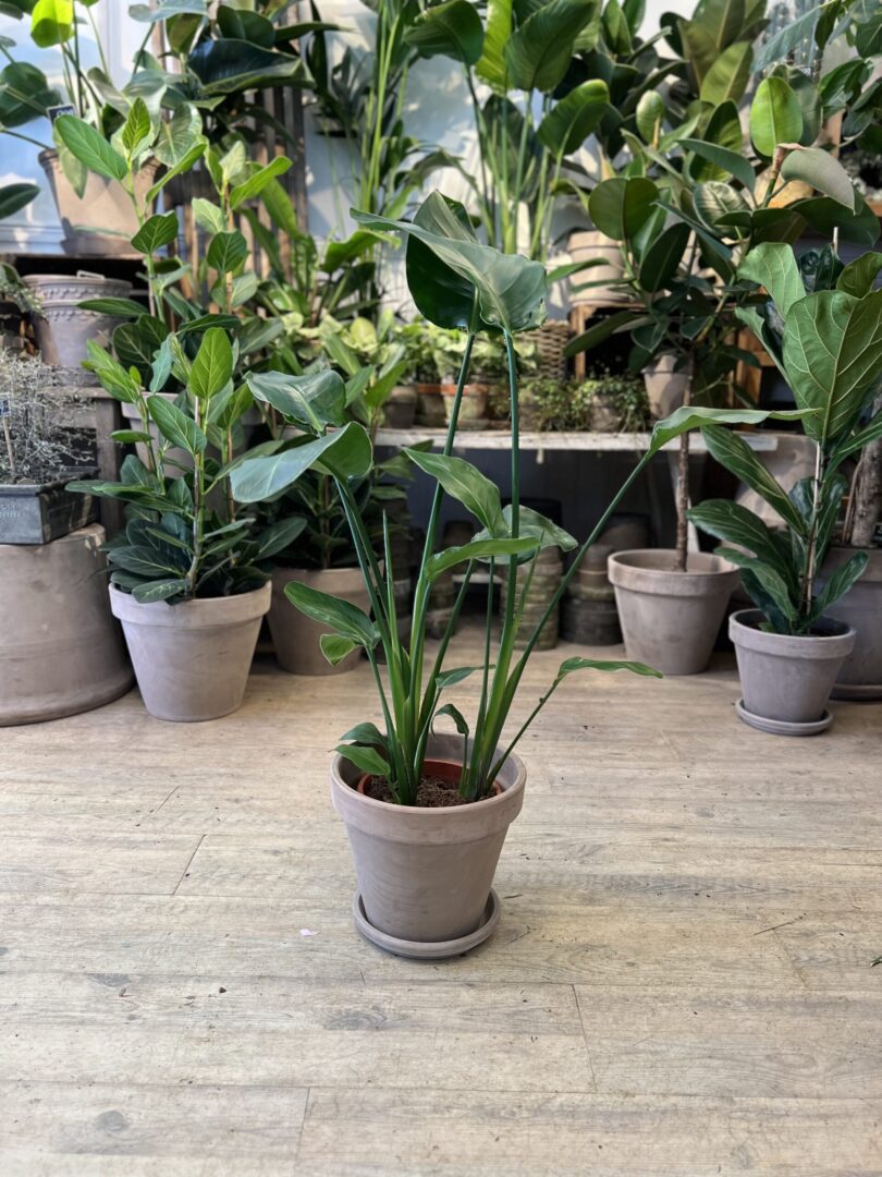 Strelitzia Nicolai 80-100 cm. med krukke - 2023 - Happyflower-dk
