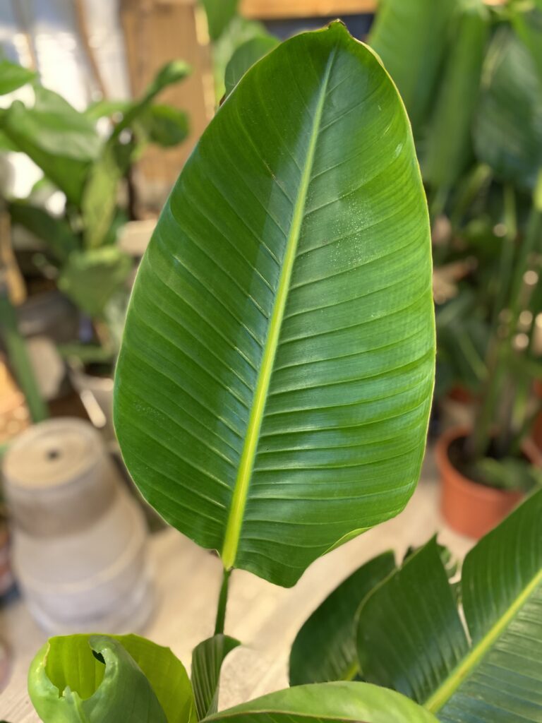 Strelitzia Nicolai - Store groenne blade - Happyflower-dk