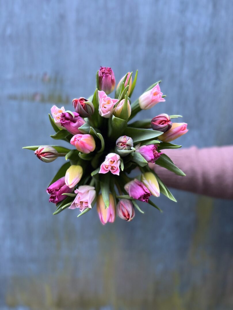 Tulipan buket - Send blomster - Happyflower-dk