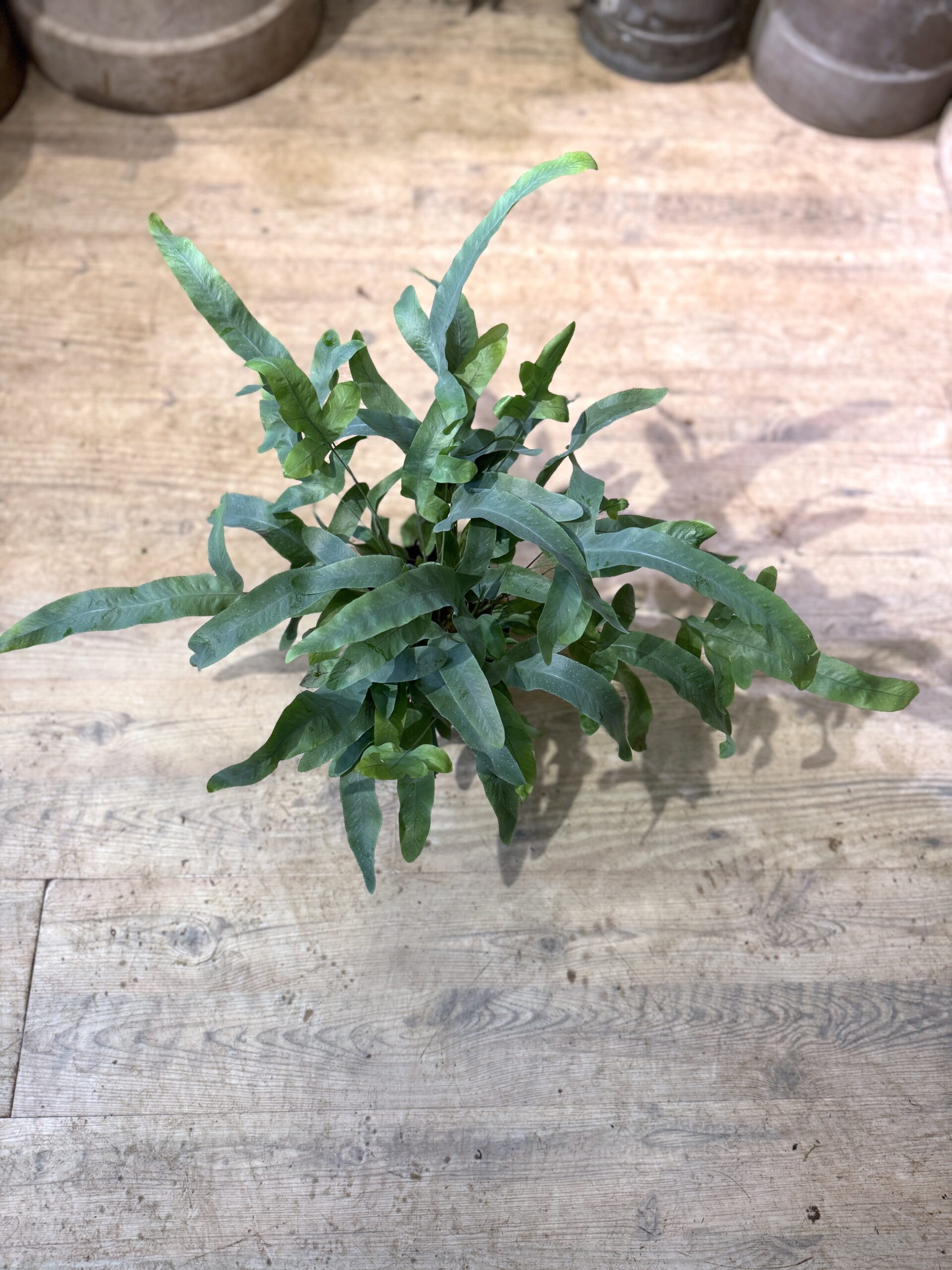 Ulvefodsbregne - Blue Star - Happyflower-dk