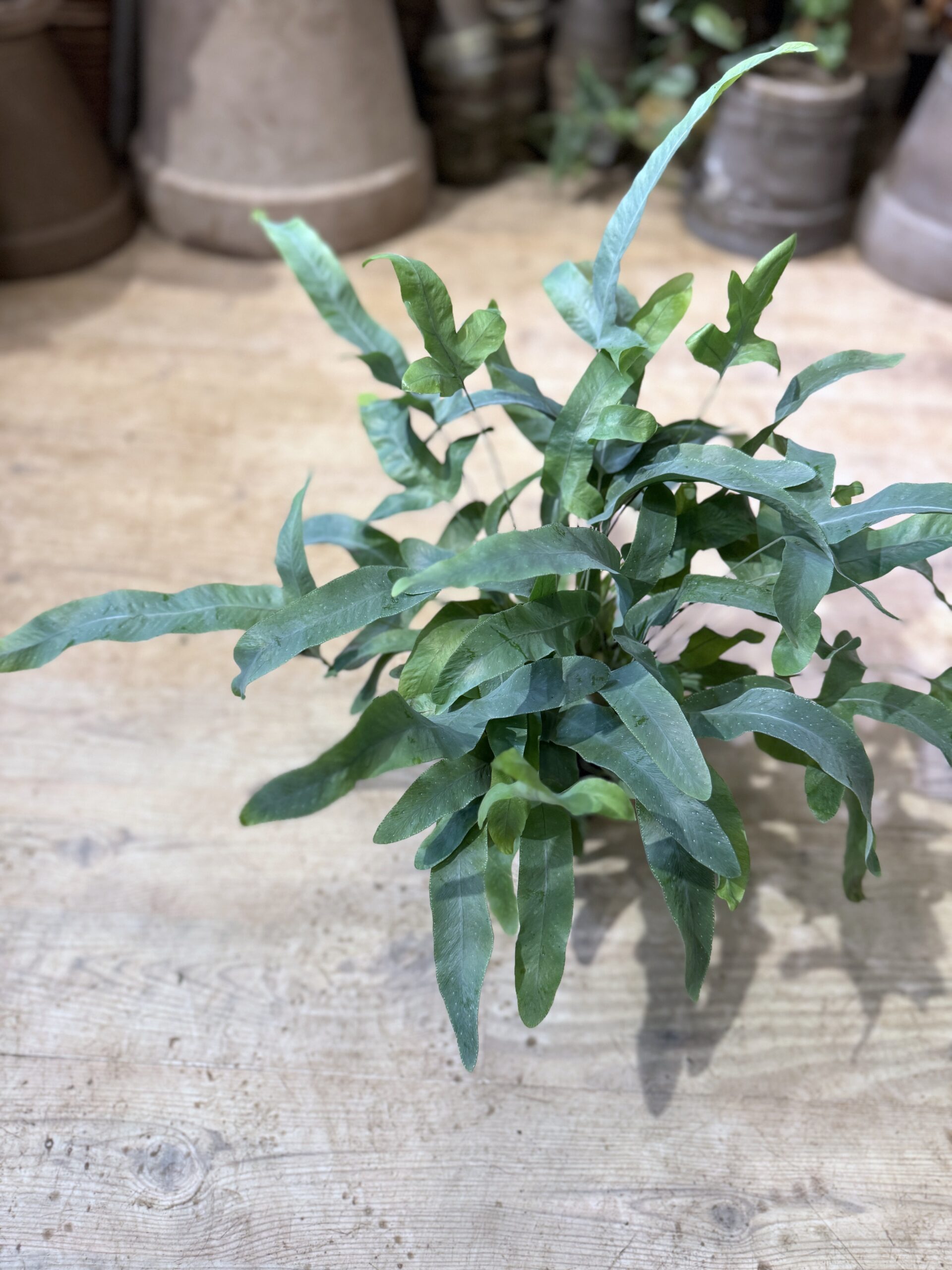 Ulvefodsbregne - Blue Star blade - Happyflower-dk