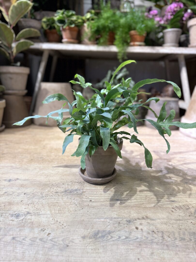 Ulvefodsbregne - Blue Star med krukke - Happyflower-dk