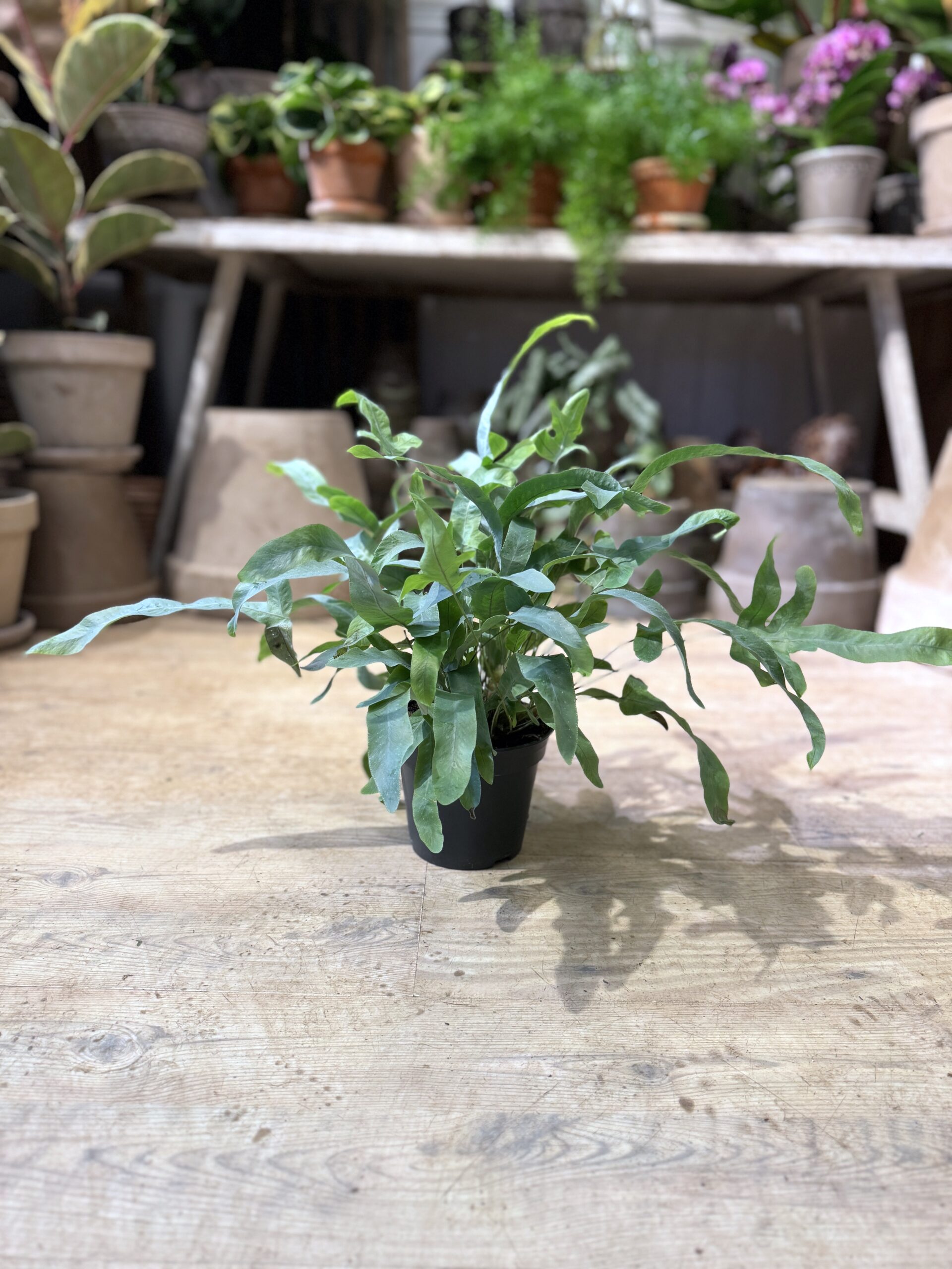 Ulvefodsbregne - Blue Star uden krukke - Happyflower-dk