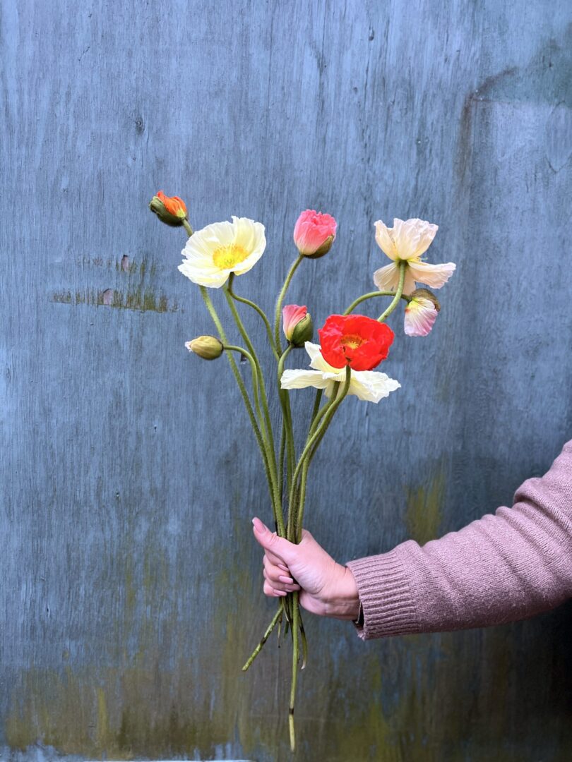 Valmuer - Send blomster - Happyflower-dk