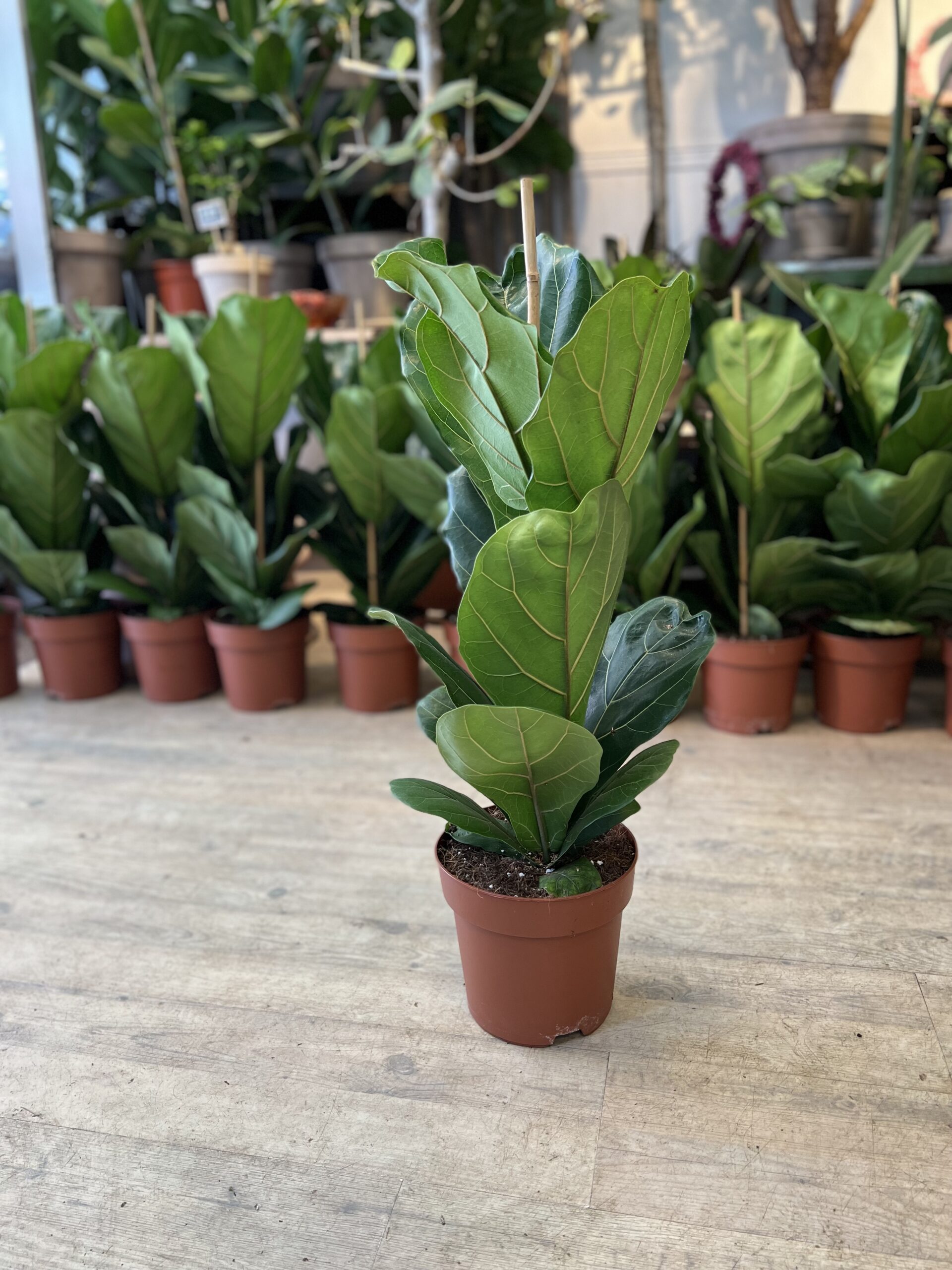 Violinfigen 80 cm. - Koeb Violinfigen - Happyflower-dk