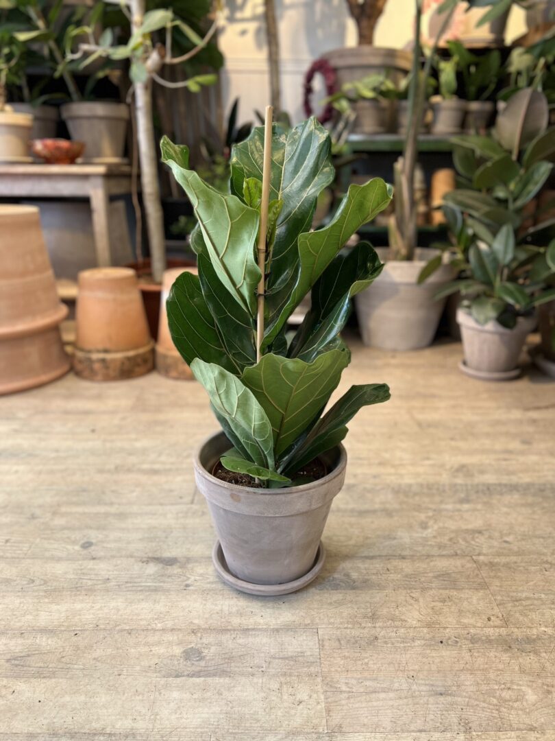 Violinfigen 80 cm. med krukke - Happyflower-dk