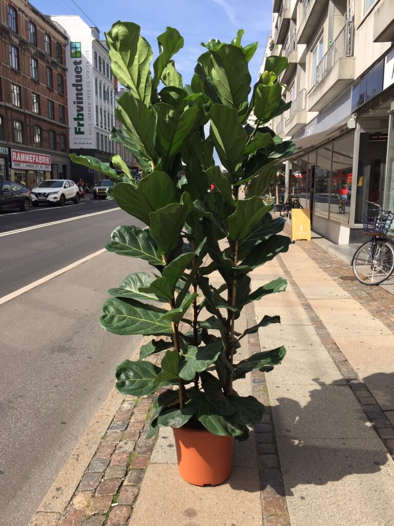 Violinfigen - Koeb Violinfigen online - Store groenne planter online - Happyflower-dk