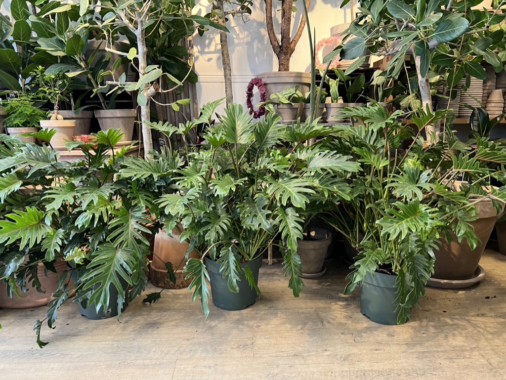 Thicken udgifterne cement Bestil store stueplanter online - Stort udvalg af indendørs planter