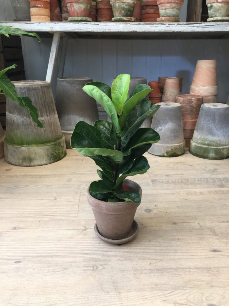 Bambino - Ficus Bambino Lyrata - Planter online - Happyflower-dk