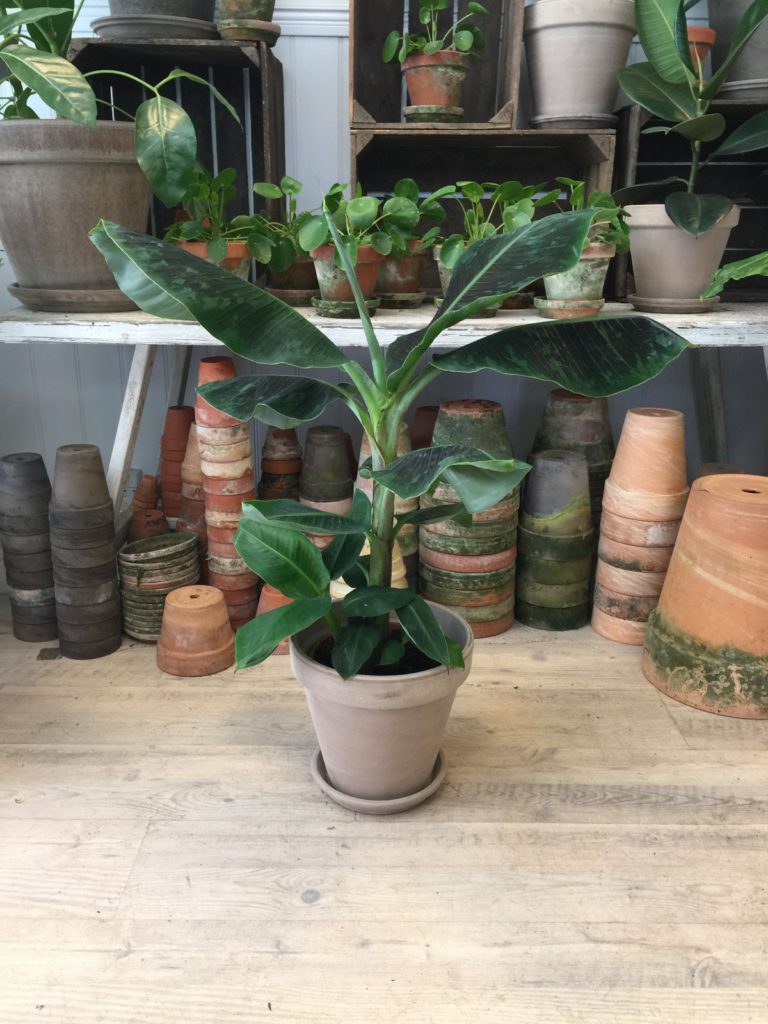 Bananpalme med krukke - Musa - Koeb bananpalmer online hos Happyflower-dk