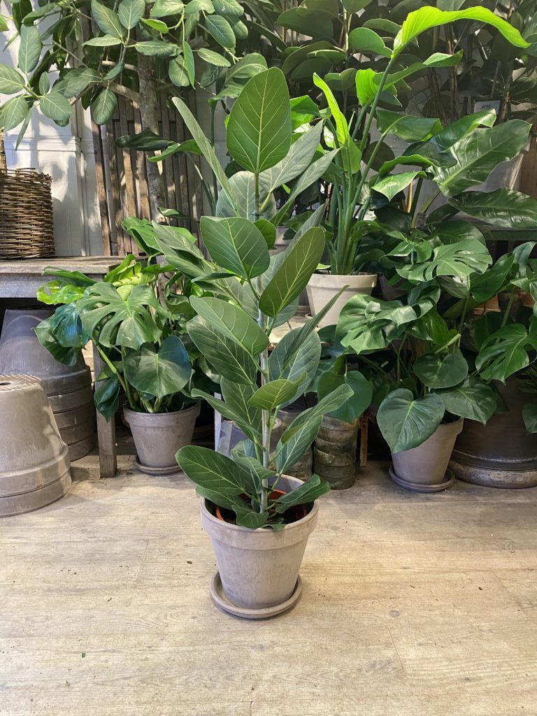 Ficus Audrey 100-120 cm med krukke - Happyflower-dk