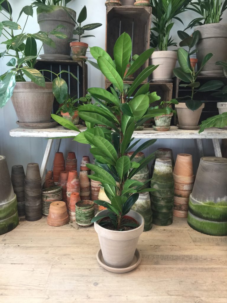 Ficus Cyathistipula med krukke - Stueplanter og kontorplanter online - Happyflower-dk