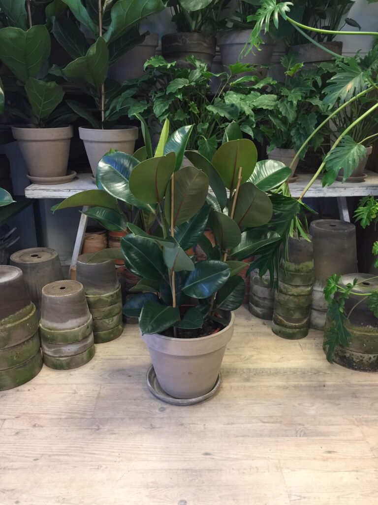 Gummiplante - Ficus Elastica Robusta - Koeb Gummiplanter billigt online hos Happyflower-dk