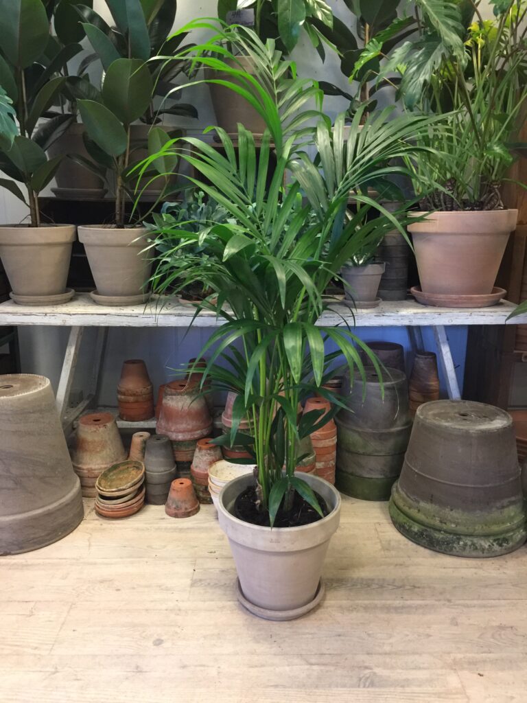 Kentiapalme med krukke - Howea Forsterriana - Køb palmer online - Happyflower-dk