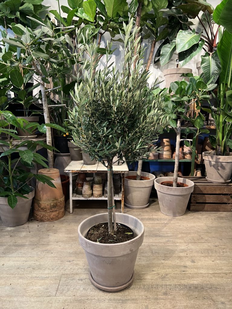 Oliventræ med krukke - Happyflower-dk