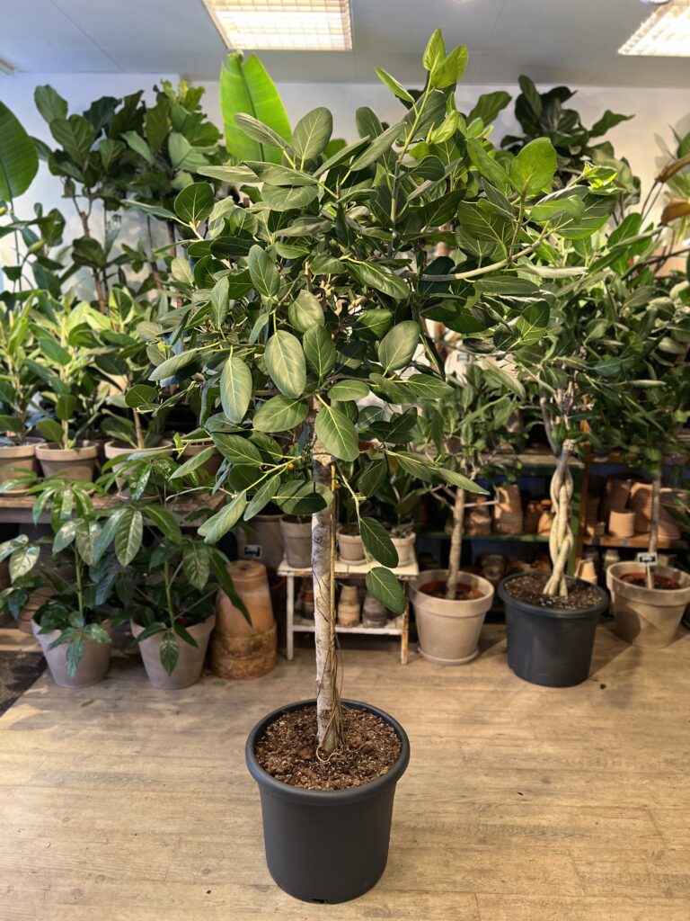 Opstammet Ficus Audrey - 200-220 cm. - Happyflower-dk